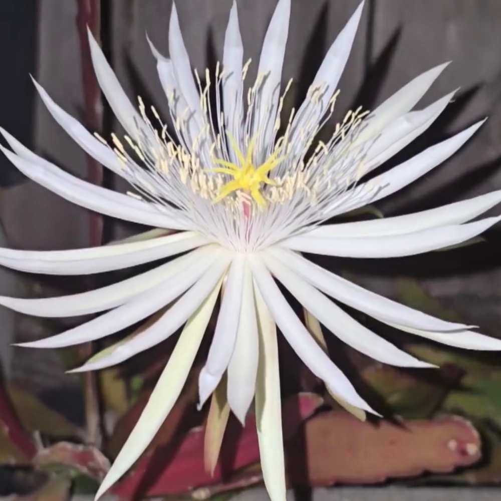 2 Cuttings Fragrance White Hookeri Epiphyllum orchid cactus (with roots) - Picture 4 of 7